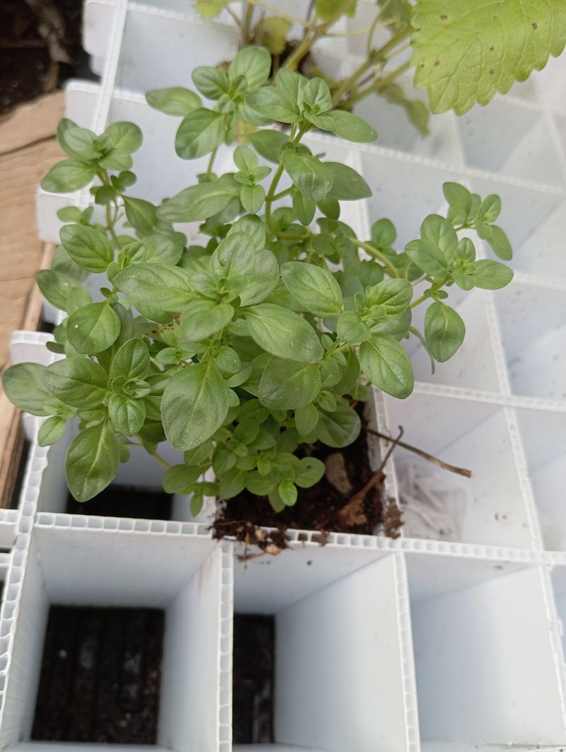 Mentha pulegium